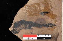 Foto (Detailansicht) von Sphaeria podogonii Ettingshausen (NHMW-GEO-2024-0188-0049)